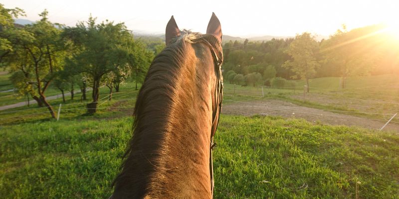 Where to Go Horseback Riding in Texas<br />
