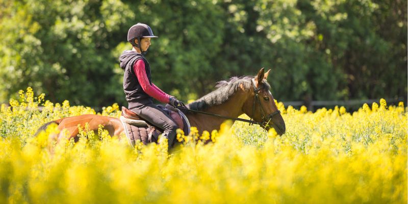 Wildflowers Mild Temperatures