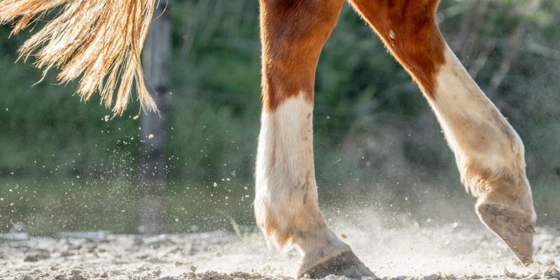 Proper Horse Footing