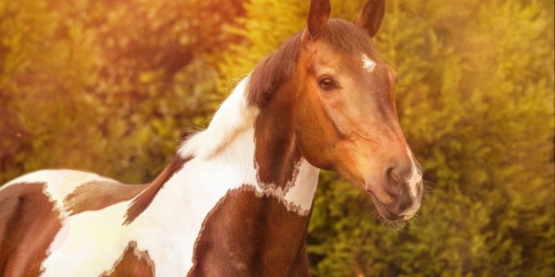 Factor 1 The Horses Breed And Build Set The Foundation