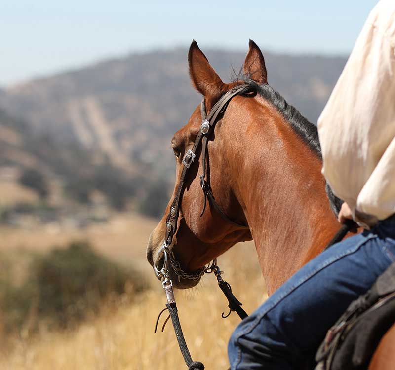 Go Horse Riding on Iconic Trails