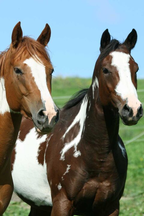 Paint Horse Patterns Guide | Touch of Chrome Paints