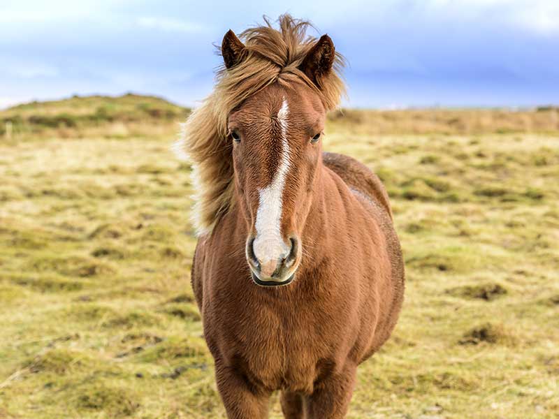 Icelandic Horse<br />
