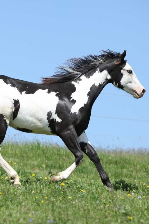 Paint Horse Patterns Guide Touch of Chrome Paints