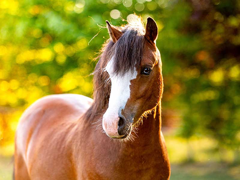 Welsh Pony<br />

