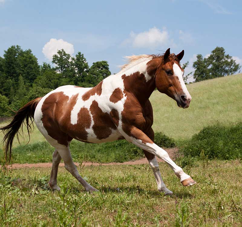 Why Are American Paint Horse Patterns Important