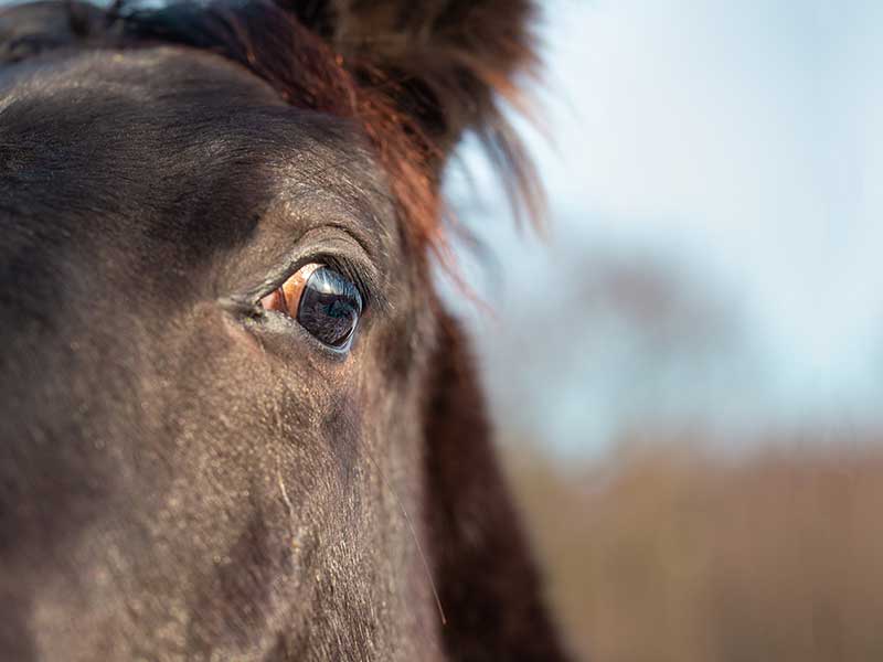 Signs of Anxiety in Horses<br />
