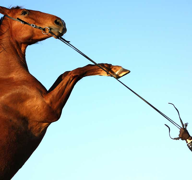 What Can Cause a Stressed Horse