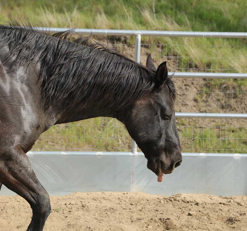 Dangers of an Overheated Horse<br />
