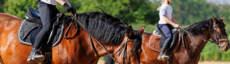 Horseback riding tips for beginners